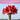 Red flowers with a pink banner and text about the John Innes compost being tailored for Ericaceous.