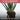Potted aloe vera plant with text about the potting mix being free-draining for desert varieties