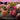 Person holding a potted plant and another person watering flowers with text about product use.