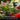 Person planting a small plant with gardening tools and flowers in the background