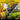 Collage of fruits, flowers, and vegetables with text about plant care.