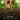 Hand planting seeds into soil with a blurred green background