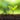 Three young plants are growing from the soil at various stages, with the youngest on the left, and most developed on the right. Slightly blurred green background has Hardys logo at the centre behind the plants.
