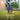 Person using a lawn aerator on a green lawn with text about improving the root health of grass.