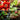 Collage of vegetables, plants, and gardening tools with text 'Nurtures All Sorts' and a brand logo.