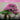Bonsai tree with pink purple flowers on a grey background with text about the compost blend's expert formulation.