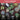 Collection of potted cacti and succulents with promotional text and icons on a dark background.