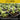 Seedlings in black trays with a focus on uniform texture and consistent sprouting.