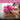 Hand watering a potted pink flower with text about acid-loving plants and nutrients.