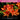 Orange flowers with green leaves on a dark background, labelled 'Black Gold Ericaceous Mix' and text describing its suitability for acid-loving plants.